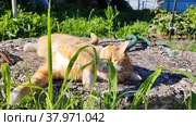 A red-haired cat scratches its back on concrete on a sunny day. Стоковое видео, видеограф Лилия Фролова / Фотобанк Лори
