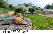 A suburban plot with greenhouses and vegetable beds and a red kitten. Стоковое видео, видеограф Лилия Фролова / Фотобанк Лори