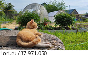 A suburban plot with greenhouses, flower beds and a red cat. Стоковое видео, видеограф Лилия Фролова / Фотобанк Лори