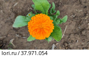 Calendula grows on a flower bed in the garden. Стоковое видео, видеограф Лилия Фролова / Фотобанк Лори
