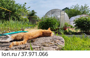 Portrait of a red cat on the background of a greenhouse on a sunny day in the garden. Стоковое видео, видеограф Лилия Фролова / Фотобанк Лори