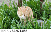 The cat eats sedge. A red kitten walks among the grass. Стоковое видео, видеограф Лилия Фролова / Фотобанк Лори