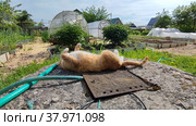 The cat is basking in the sun in the garden in summer. Стоковое видео, видеограф Лилия Фролова / Фотобанк Лори
