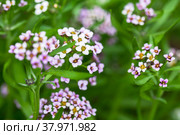 Sweet Allysum in bloom, Lobularia maritima macro photo. Стоковое фото, фотограф EugeneSergeev / Фотобанк Лори