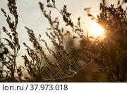 Паутина с росой на рассвете. Стоковое фото, фотограф Дина Жилинская / Фотобанк Лори