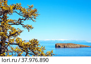 Baikal Lake on autumn day. Old larch tree with yellowed needles against the background of the blue water of the Small Sea Strait and a Kharantsy islet in the distance. Beautiful landscape (focus on tree) Стоковое фото, фотограф Виктория Катьянова / Фотобанк Лори