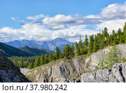 Mountain slope overgrown with Siberian cedars on beautiful summer day. Стоковое фото, фотограф Виктор Никитин / Фотобанк Лори