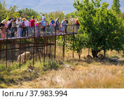 Львы и смотрящие на них люди, сафари-парк Тайган, Белогорск, Крым (2021 год). Редакционное фото, фотограф Вячеслав Палес / Фотобанк Лори