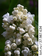 Flowers of white double-flowered cultivar lilac (syringa) Alice Harding. Стоковое фото, фотограф Алексей Антипов / Фотобанк Лори