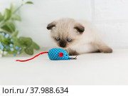 Вислоухий котенок окраса колор-пойнт смотрит на синюю мышку-игрушку. Выборочный фокус. Стоковое фото, фотограф Наталья Гармашева / Фотобанк Лори