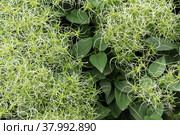 Клематис (лат. Clematis) – зеленая листва и созревающие семена. фото при естественном летнем освещении. Стоковое фото, фотограф Наталья Сухорукова / Фотобанк Лори