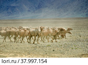 Bactrian or two-humped camel. Стоковое фото, фотограф Александр Fanfo / Фотобанк Лори