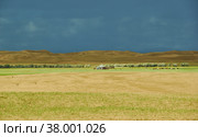 Mongolia. Sands Mongol Els (2019 год). Стоковое фото, фотограф Александр Fanfo / Фотобанк Лори