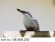 Птица поползень (англ. Nuthatch, лат. Sitta europaea) Стоковое фото, фотограф Галина Савина / Фотобанк Лори