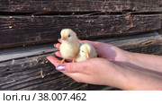 Fluffy yellow chick in female palms. Against the background of the logs of the old barn. Close-up. Стоковое видео, видеограф Vadzim Yakubovich / Фотобанк Лори