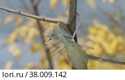 Praying mantis sits on branch on autumn yellow leaves background. Transcaucasian tree mantis (Hierodula transcaucasica). Close-up of mantis insect. Стоковое фото, фотограф Некрасов Андрей / Фотобанк Лори