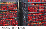 Crates with harvest of ripe red tomatoes in greenhouse. Стоковое видео, видеограф Яков Филимонов / Фотобанк Лори