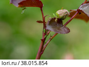 aphid on a rose, a parasite on a young shoot of a rose. Стоковое фото, фотограф Ольга Сейфутдинова / Фотобанк Лори