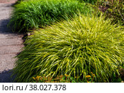 Hakonechloa macra 'Aureola' Стоковое фото, фотограф Юлия Бабкина / Фотобанк Лори