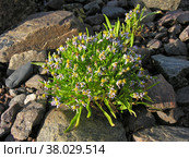 Астра солончаковая (lat. Tripolium pannonicum) на литорали во время отлива. Белое море. Стоковое фото, фотограф Сергей Рыбин / Фотобанк Лори