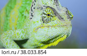 Adult green Veiled chameleon sits on a tree branch and looks around, on green grass and blue sky background. Cone-head chameleon or Yemen chameleon (Chamaeleo calyptratus) Стоковое фото, фотограф Некрасов Андрей / Фотобанк Лори