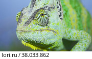 Adult green Veiled chameleon sits on a tree branch and looks around, on green grass and blue sky background. Cone-head chameleon or Yemen chameleon (Chamaeleo calyptratus) Стоковое фото, фотограф Некрасов Андрей / Фотобанк Лори
