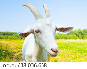 Белая коза на поляне рядом с лесом. Стоковое фото, фотограф E. O. / Фотобанк Лори