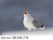 Разговор с морской чайкой. Стоковое фото, фотограф Владимир Грибков / Фотобанк Лори