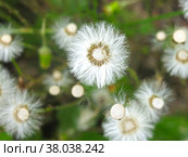 Мать-и-мачеха (tussilago Asteraceae) отцвела и превратилась в белые пушинки. Стоковое фото, фотограф Ольга Перфилова / Фотобанк Лори
