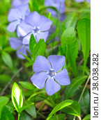 Весенний синий стелющийся многолетний цветок барвинок (Apocynaceae Vinca) Стоковое фото, фотограф Ольга Перфилова / Фотобанк Лори