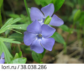 Весенний синий стелющийся многолетний цветок барвинок (Apocynaceae Vinca) Стоковое фото, фотограф Ольга Перфилова / Фотобанк Лори