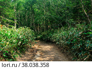 Dirt road among bamboo in subtropical forest, Kunashir. Стоковое фото, фотограф Евгений Харитонов / Фотобанк Лори