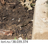 Ящерица. Стоковое фото, фотограф Евгений Будюкин / Фотобанк Лори