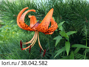 Фото яркой чалмовидной лилии или тигровой, (лат. Lilium lancifolium, ранее - Lilium tigrinum) на фоне ветки сосны в летний солнечный день. Стоковое фото, фотограф Наталья Сухорукова / Фотобанк Лори