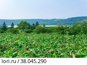 Natural landscape of Kunashir island, view of the Golovnin volcano caldera with hot lake thickets of sasa bamboo and dwarf threes. Стоковое фото, фотограф Евгений Харитонов / Фотобанк Лори