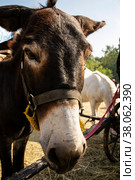Portrait of a young donkey with drooping ears close-up. Стоковое фото, фотограф Ярославский Максим / Фотобанк Лори