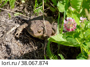 Жаба обыкновенная или коровница (Bufo) (2022 год). Редакционное фото, фотограф Ирина Яровая / Фотобанк Лори