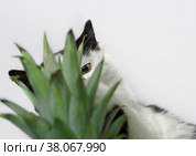 Black and white cat nibbles on green leaves of pineapple. Стоковое фото, фотограф Артем Курутин / Фотобанк Лори