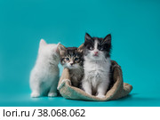 Two kittens in a sack and one next to the bag on a turquoise background. Стоковое фото, фотограф Артем Курутин / Фотобанк Лори