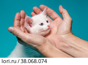 Little kitten in male palms on a turquoise background. Стоковое фото, фотограф Артем Курутин / Фотобанк Лори