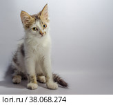 White yellow-eyed spotted kitten sits on a light background look. Стоковое фото, фотограф Артем Курутин / Фотобанк Лори