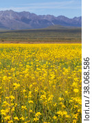 View on field of blooming yellow rapeseed in Tunka Valley against the backdrop of Eastern Sayan Mountainous. Cultivation of agricultural fields of rapeseed. Beautiful bright landscape. Natural background. Стоковое фото, фотограф Виктория Катьянова / Фотобанк Лори
