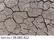The soil in the desert with cracked by drought. Стоковое фото, фотограф Фотограф / Фотобанк Лори