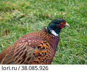 Guinea fowl walking along the green grass in the fall. Стоковое фото, фотограф Фотограф / Фотобанк Лори