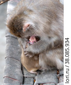 Portrait of a japanese macaque snow monkey. Стоковое фото, фотограф Фотограф / Фотобанк Лори