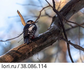 Beautiful forest woodpecker Dendrocopos medius on a tree looking for food. Стоковое фото, фотограф Фотограф / Фотобанк Лори
