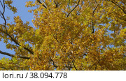 Петергоф, парк Александрия осенью. Дубы в осеннем убранстве. Peterhof, Alexandria Park in autumn. Oaks in autumn decoration. (2021 год). Стоковое видео, видеограф Евгений Романов / Фотобанк Лори
