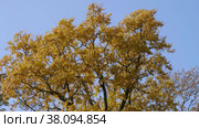 Петергоф, парк Александрия осенью. Дубы в осеннем убранстве. Peterhof, Alexandria Park in autumn. Oaks in autumn decoration. (2021 год). Редакционное видео, видеограф Евгений Романов / Фотобанк Лори