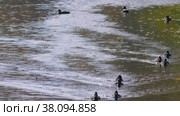 Петергоф, парк Александрия осенью. Канал парка с утками. Peterhof, Alexandria Park in autumn. The canal of the park with ducks. (2021 год). Редакционное видео, видеограф Евгений Романов / Фотобанк Лори