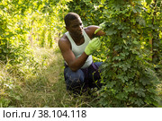 Afro-american farmer harvesting bitter melon (Momordica charantia) on plantation. Стоковое фото, фотограф Яков Филимонов / Фотобанк Лори
